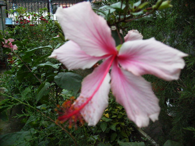 hibiscus in noiembrie
