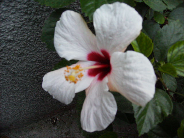 hibiscus la inceput de noiembrie 2