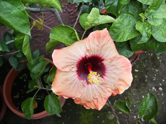 hibiscus la inceput de noiembrie