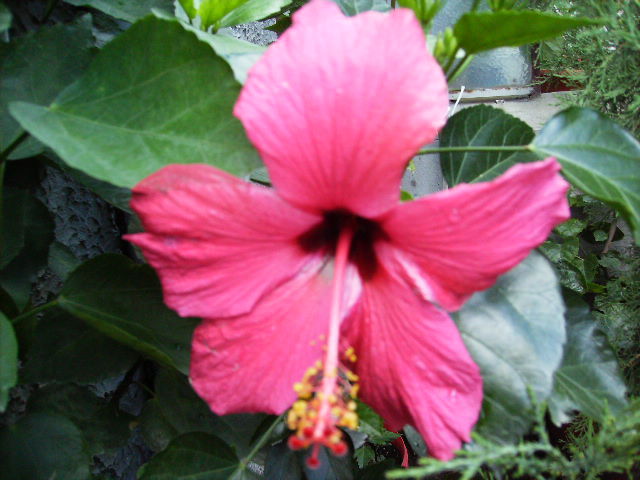 hibiscus toamna2 - flori 2010