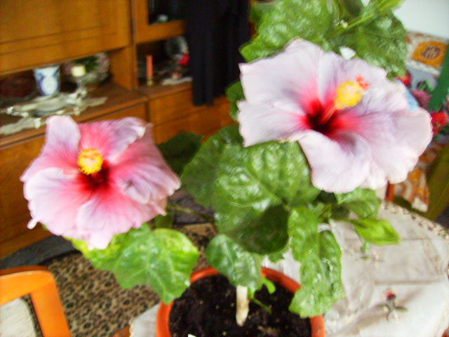 hibiscus toamna5 - flori 2010