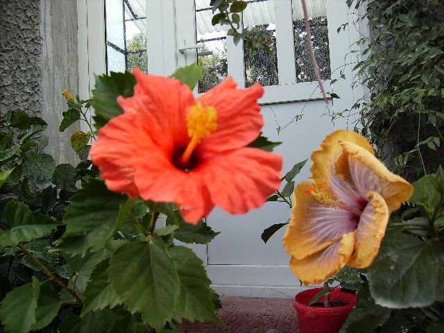 hibiscus toamna - flori 2010