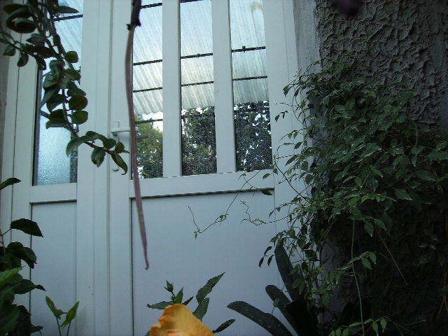 seminte de aeschinanthus - flori 2010