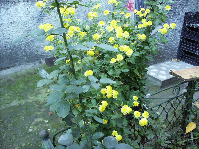 tufanele in gradina in noiembrie - flori 2010