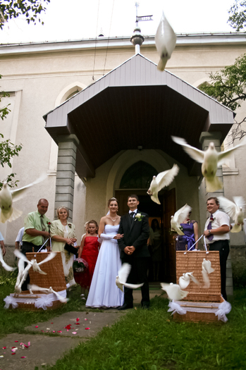  - weisse Tauben fur Hochzeiten