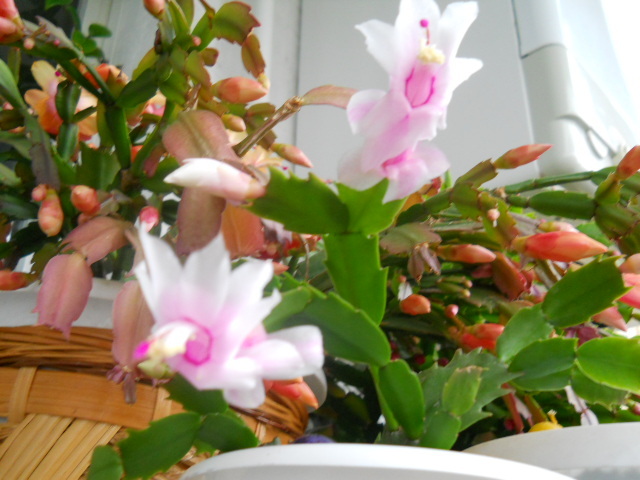 025 - schlumbergera