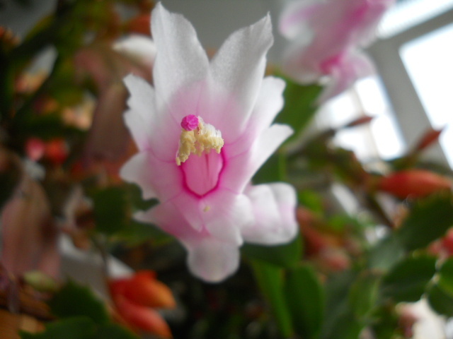 028 - schlumbergera