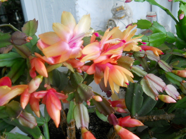 035 - schlumbergera