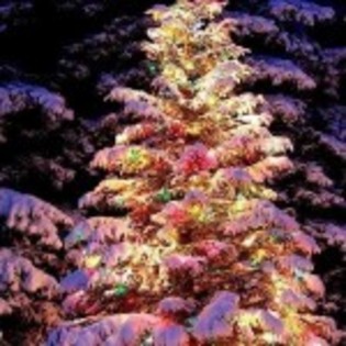 imagini_frumoase_de_iarna_brad-luminat-150x150 - poze de iarna