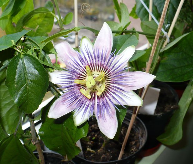 Kaizerin Eugenie 9 nov 2010 - Passiflora 2010