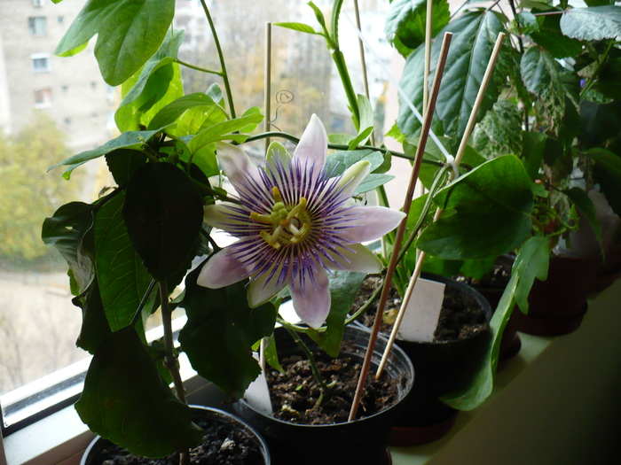 P1310486 - Passiflora 2010