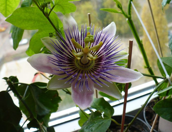 P1310488 - Passiflora 2010