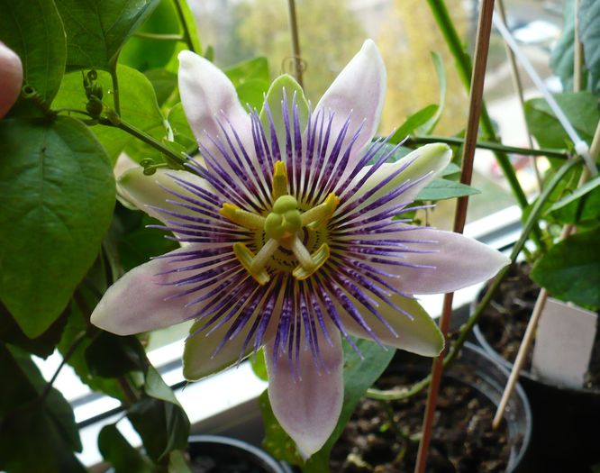 P1310492 - Passiflora 2010