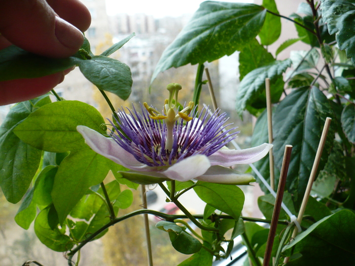 P1310495 - Passiflora 2010