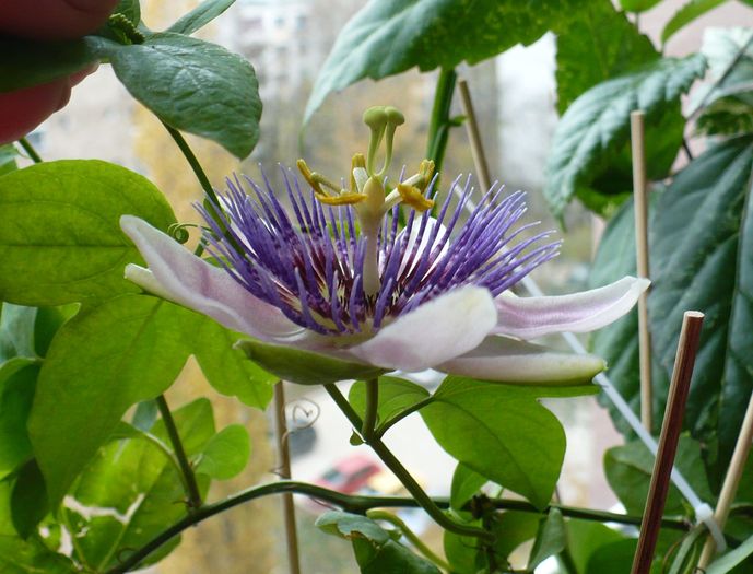 P1310496 - Passiflora 2010