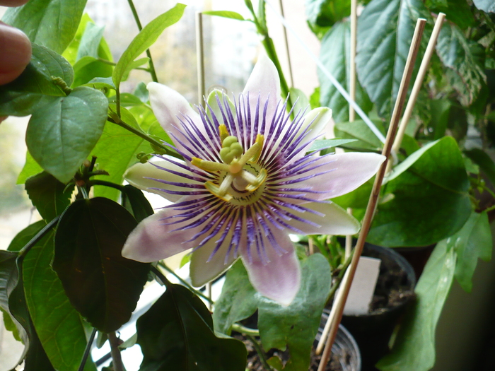 P1310497 - Passiflora 2010