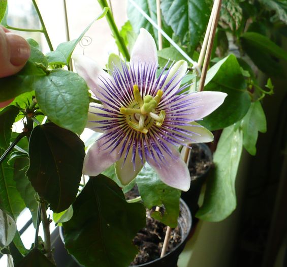 P1310498 - Passiflora 2010