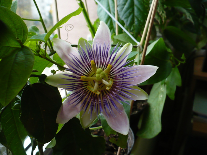 P1310499 - Passiflora 2010