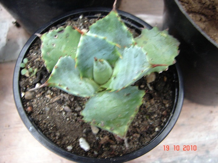 DSC08941 - Agave