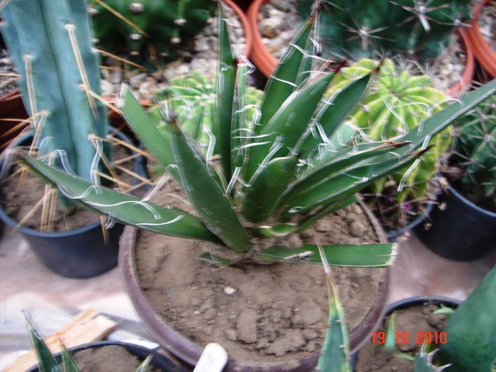 DSC08943 - Agave