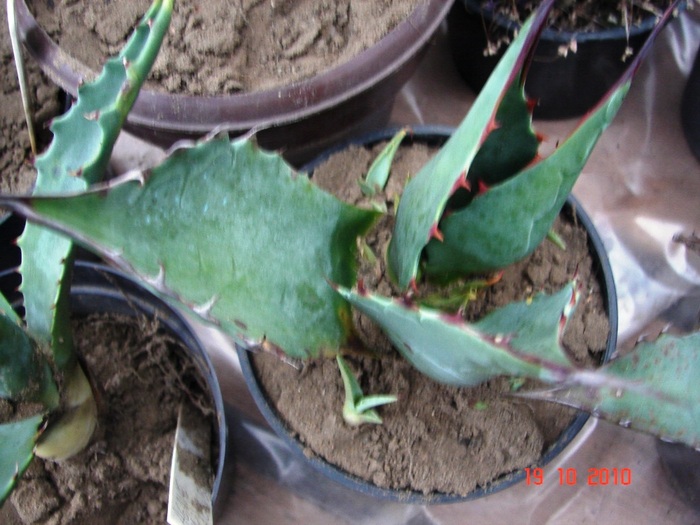 DSC08944 - Agave