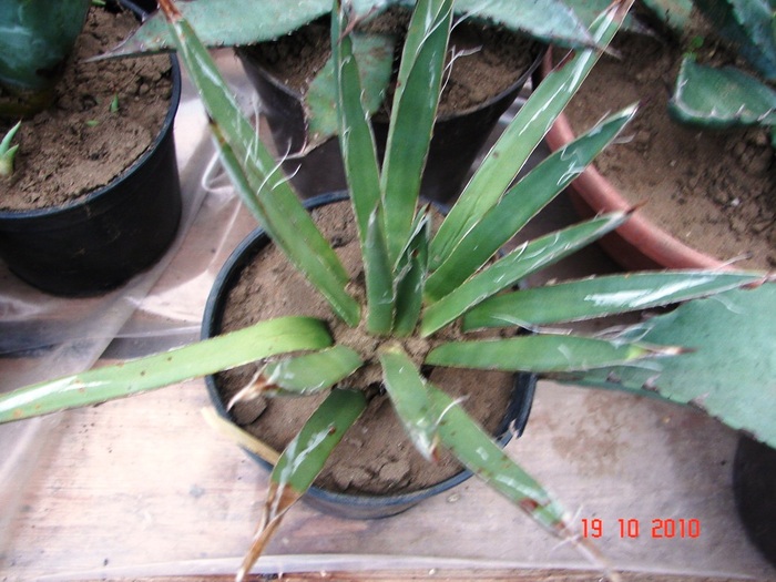 DSC08945 - Agave