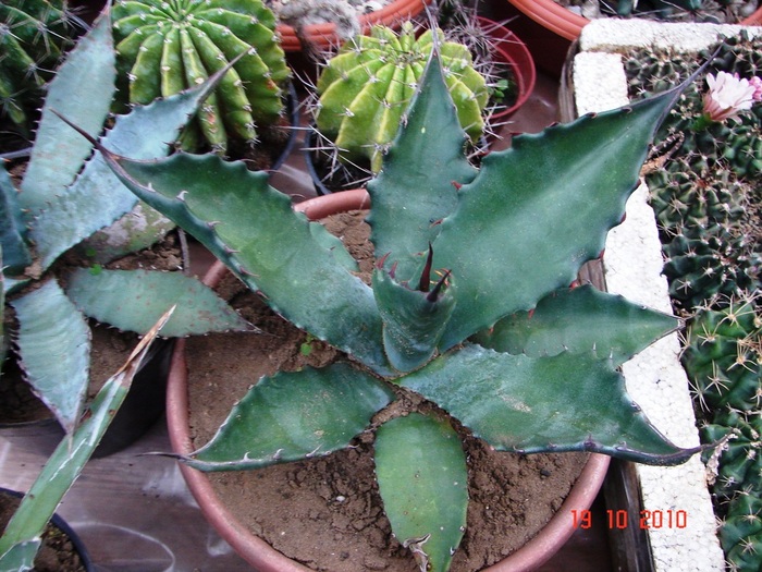 DSC08947 - Agave