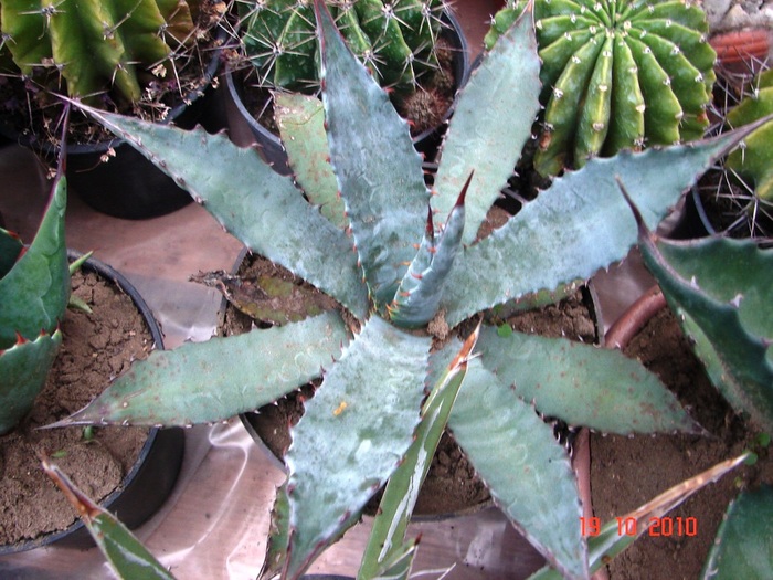 DSC08948 - Agave