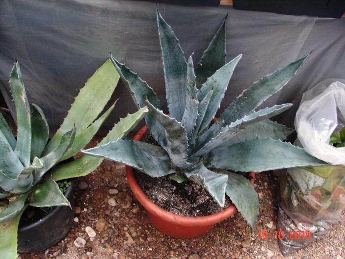 DSC08949 - Agave