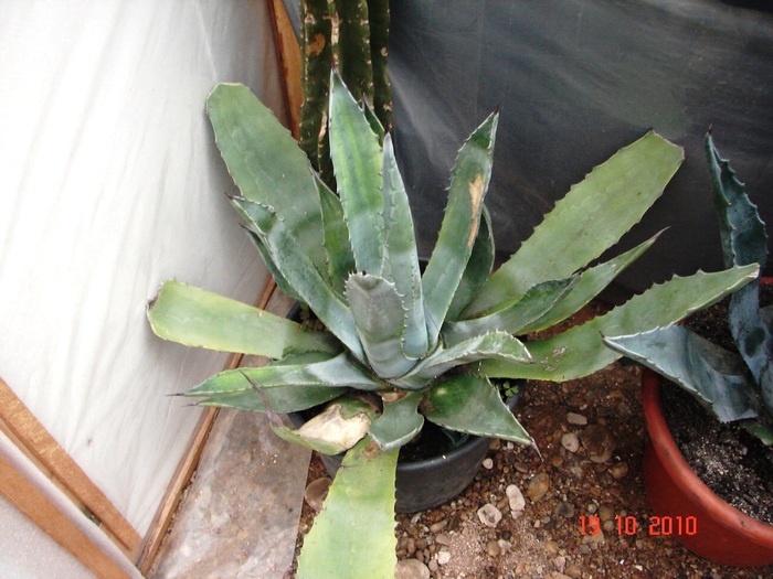 DSC08950 - Agave