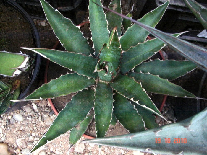 DSC08952 - Agave