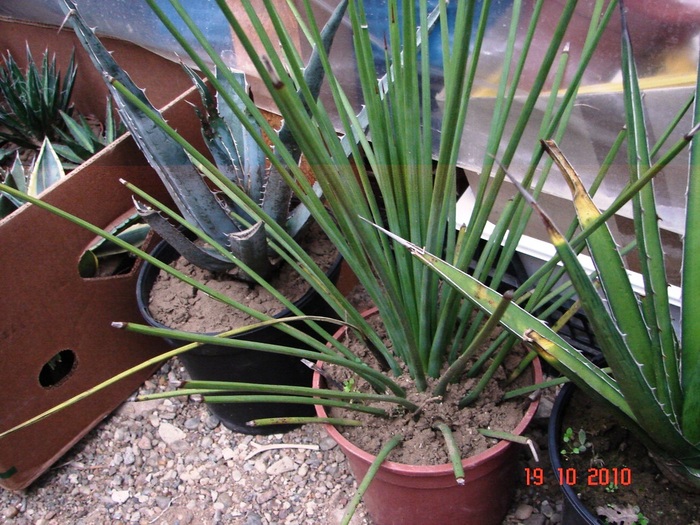 DSC08954 - Agave