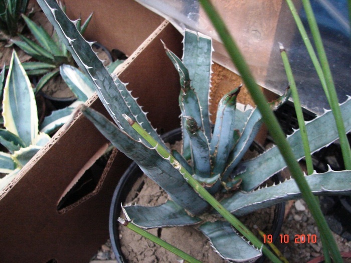 DSC08955 - Agave