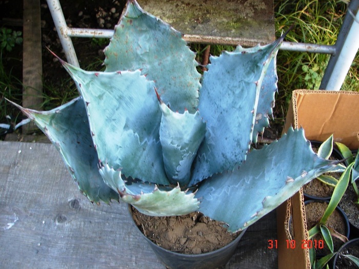 DSC08991 - Agave