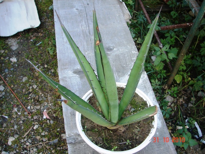 DSC08992 - Agave