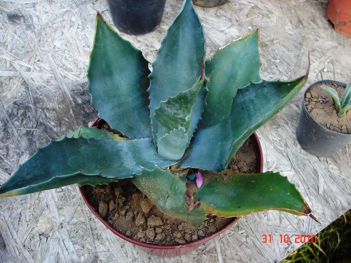 DSC08996 - Agave