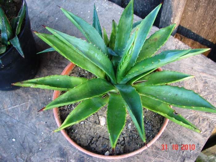 DSC08997 - Agave