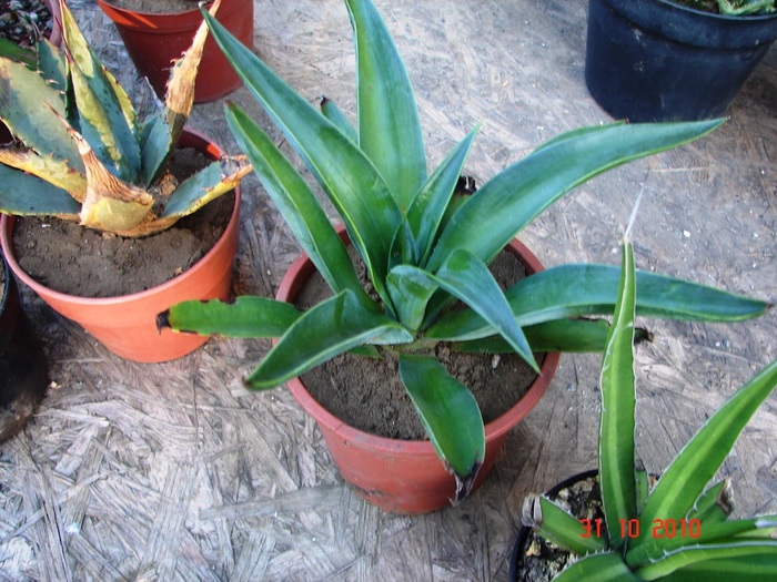 DSC08999 - Agave