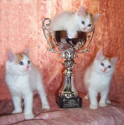 poze-cupa-pisici[1]