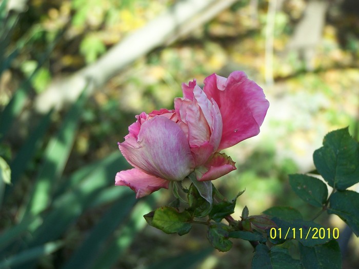 100_8164 - Trandafiri  Noiembrie