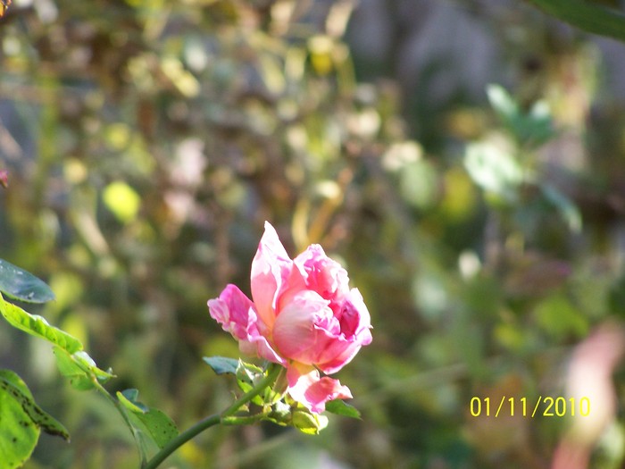 100_8180 - Trandafiri  Noiembrie