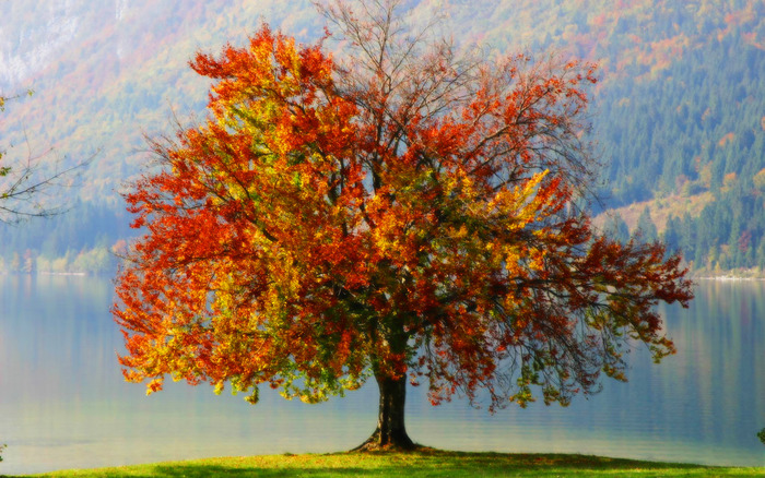 autumn_tree_1920 - O_o AuTuMn O_o