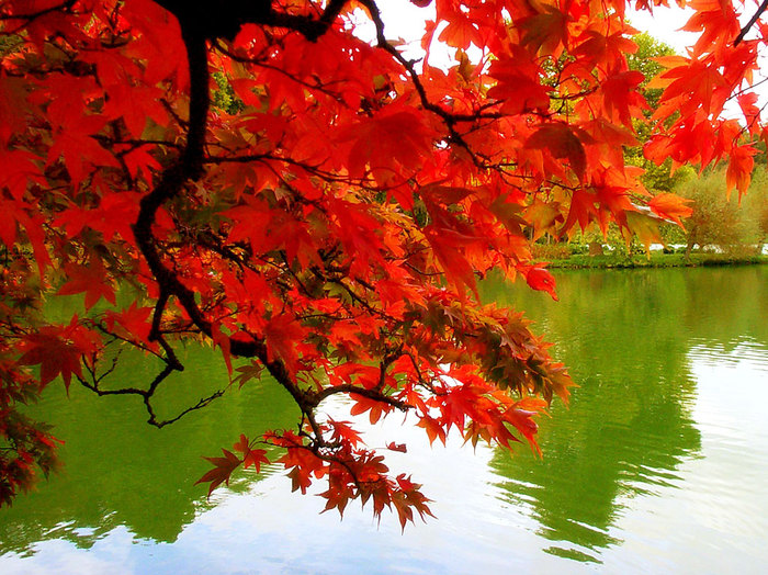 free-autumn-wallpaper-1024-768