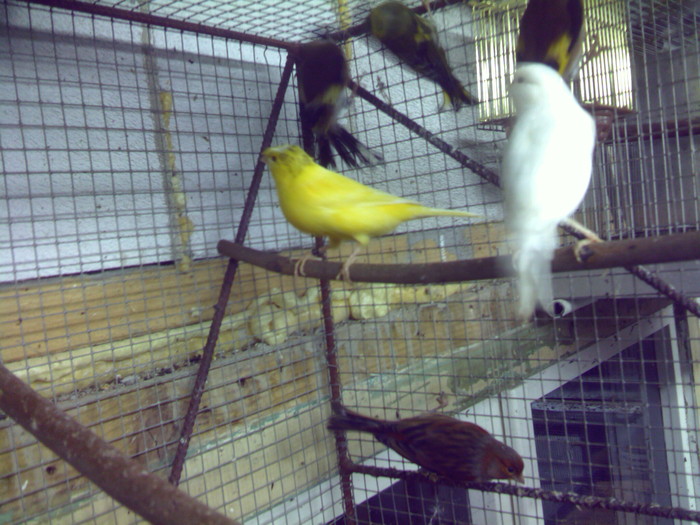 canari 1 - Canari