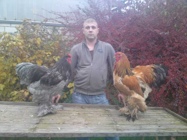 crescator germania -brahma - citeva poze