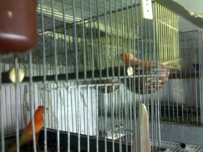 mascul rosu motat cu fem rozeta - Canari