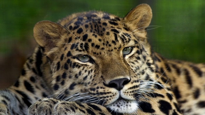 41 - Animals Wide Screen Wallpapers