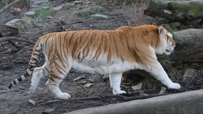 44 - Animals Wide Screen Wallpapers