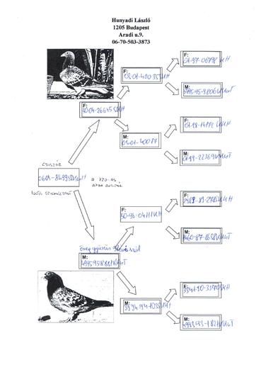 HU-2006-01-84995 SKCSH - Pedigree