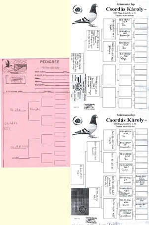 HU-2007-04-4813 KT CSORDÁS 1 - Pedigree